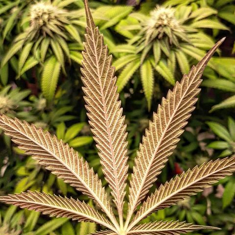 Sirius Black growlog timeline photo