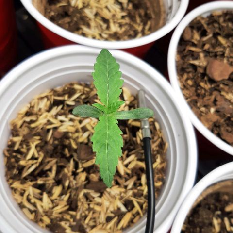 Rainbow Sherblato #41 growlog timeline photo