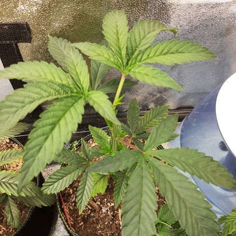 Rainbow Sherblato #41 growlog timeline photo