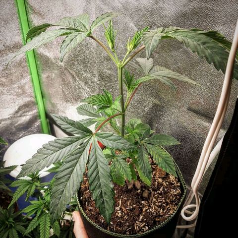 Rainbow Sherblato #41 growlog timeline photo