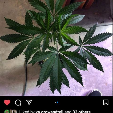 Rainbow Sherblato #41 growlog timeline photo