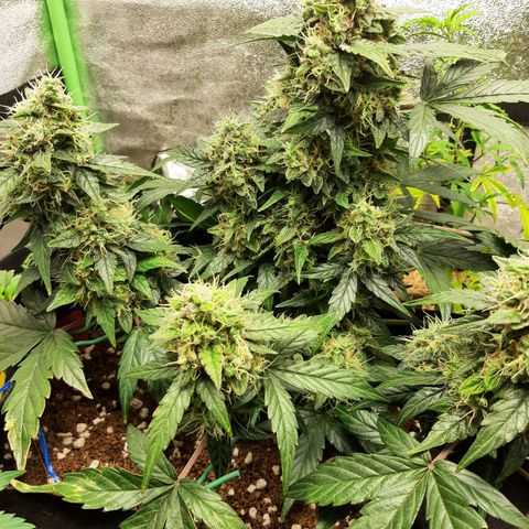 Medina auto growlog timeline photo