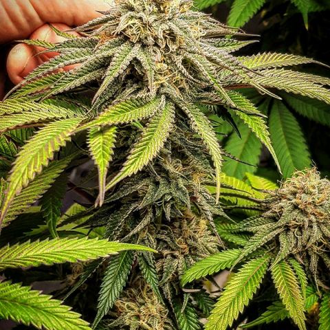 Sirius Black growlog timeline photo