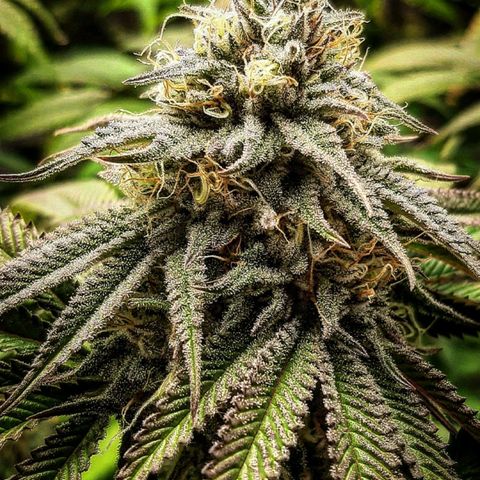 Sirius Black growlog timeline photo