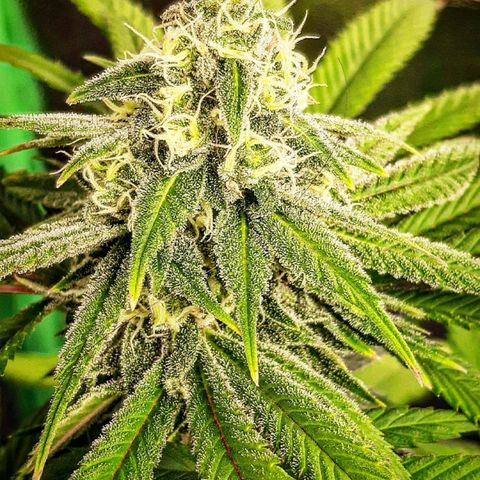 Tony Profit F2 growlog timeline photo