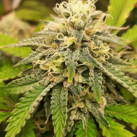 Wedding Fantasy clone growlog timeline photo