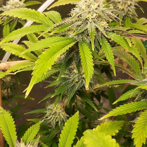Wedding Fantasy clone growlog timeline photo