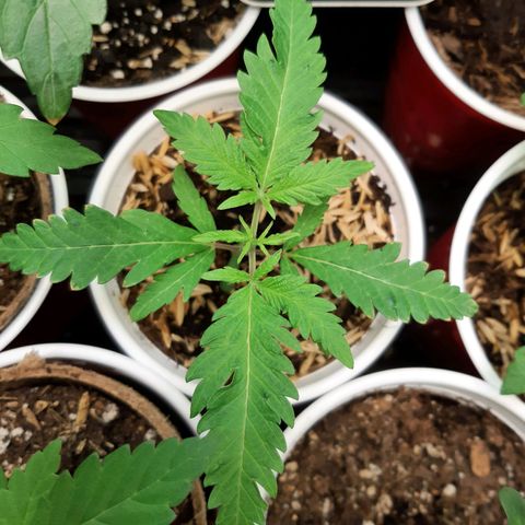 Ethereal growlog timeline photo