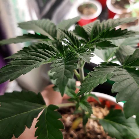 Sexxpot growlog timeline photo