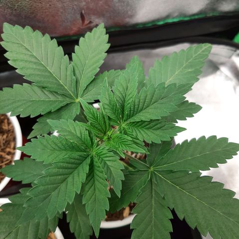 Sexxpot growlog timeline photo