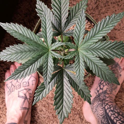 PBJ x vanilla sunbreath  growlog timeline photo