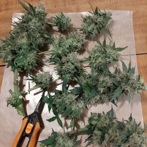 Medina auto growlog timeline photo