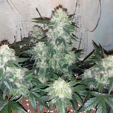 Medina auto growlog timeline photo