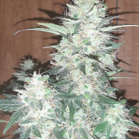 Medina auto growlog timeline photo