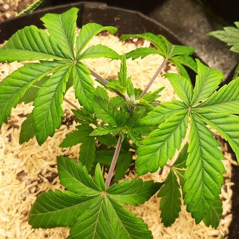 Sexxpot growlog timeline photo
