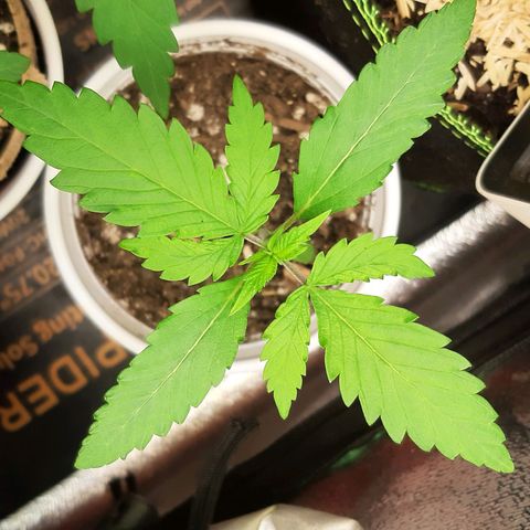 Ice growlog timeline photo