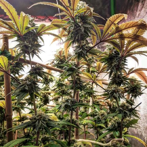 Wedding Fantasy clone growlog timeline photo