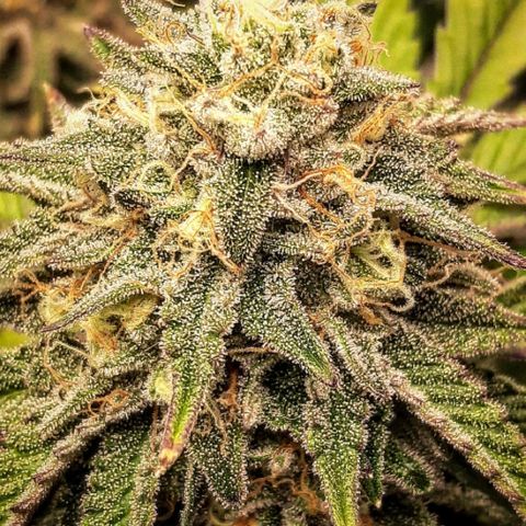 Wedding Fantasy clone growlog timeline photo