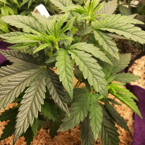 PBJ x vanilla sunbreath  growlog timeline photo