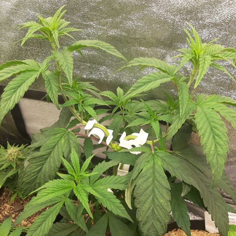 Rainbow Sherblato #41 growlog timeline photo