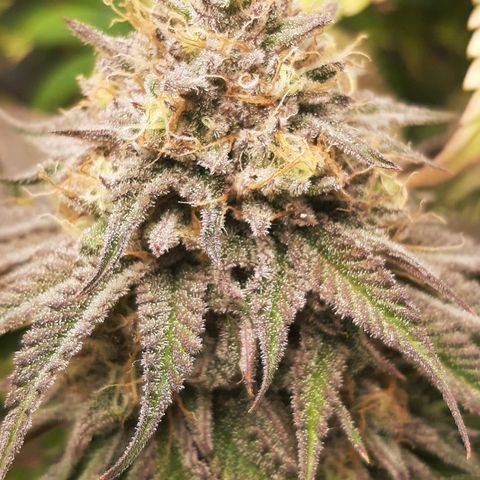 Sirius Black growlog timeline photo