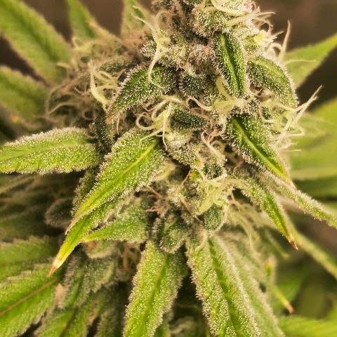 Tony Profit F2 growlog timeline photo