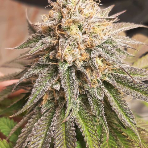 Wedding Fantasy clone growlog timeline photo