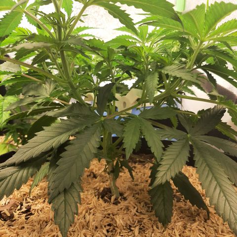 Violet Kush growlog timeline photo