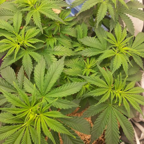 Violet Kush growlog timeline photo