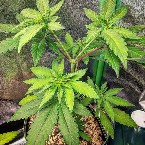 Ethereal growlog timeline photo