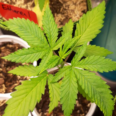 Ice growlog timeline photo