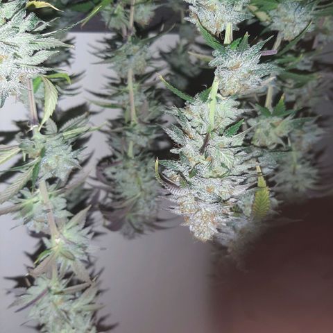 Wedding Fantasy clone growlog timeline photo