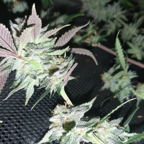 Wedding Fantasy clone growlog timeline photo