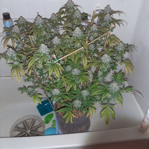 Wedding Fantasy clone growlog timeline photo