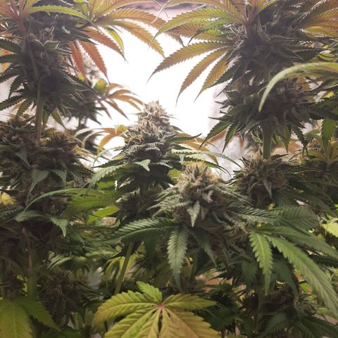 Sirius Black growlog timeline photo