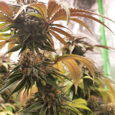 Sirius Black growlog timeline photo