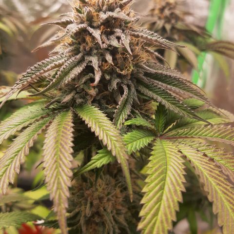 Sirius Black growlog timeline photo