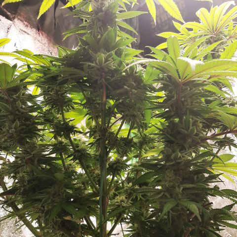 Tony Profit F2 growlog timeline photo