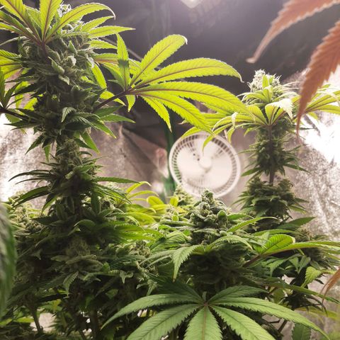 Tony Profit F2 growlog timeline photo