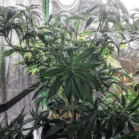 Sunday Funday growlog timeline photo