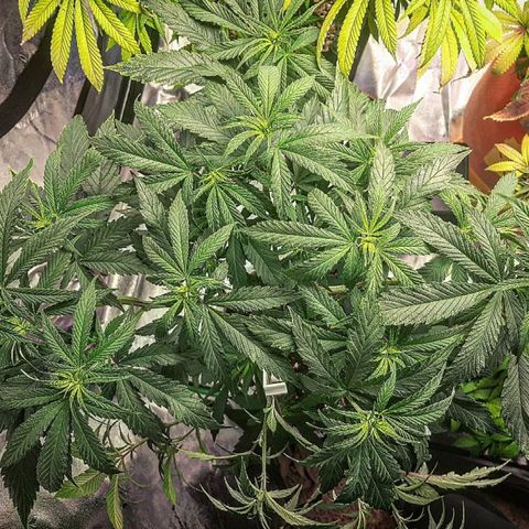 Sunday Funday growlog timeline photo