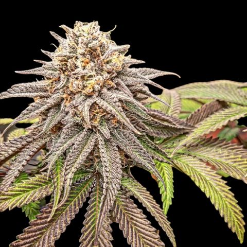 Sirius Black growlog timeline photo