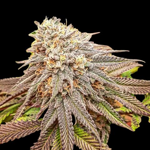 Sirius Black growlog timeline photo
