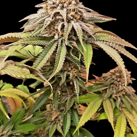 Sirius Black growlog timeline photo