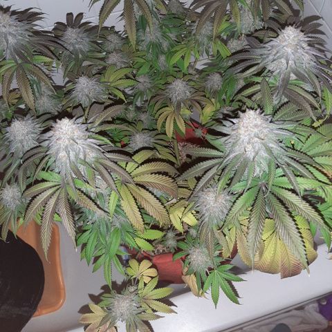 Sirius Black growlog timeline photo