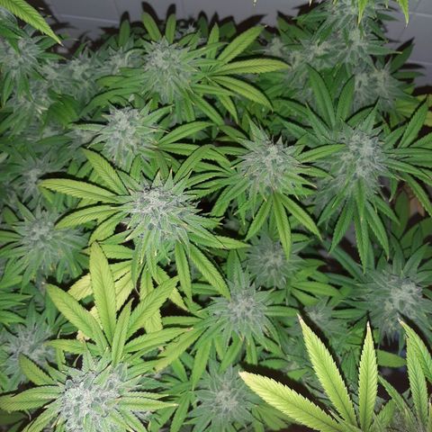 Tony Profit F2 growlog timeline photo