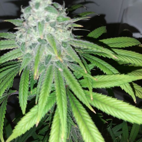 Tony Profit F2 growlog timeline photo