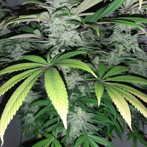 Tony Profit F2 growlog timeline photo