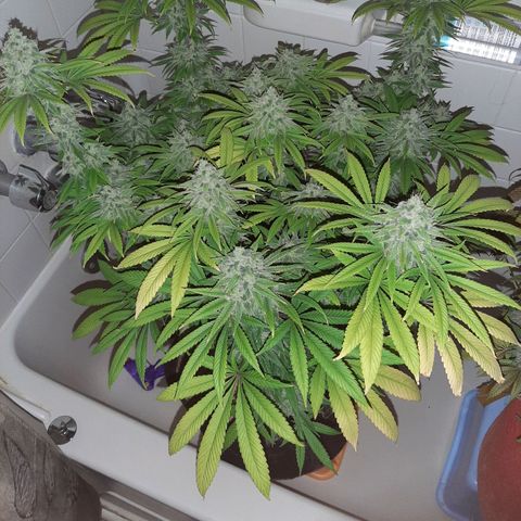 Tony Profit F2 growlog timeline photo