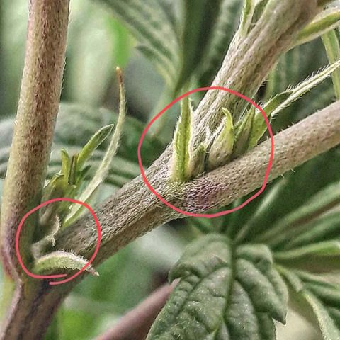 Rainbow Sherblato #41 growlog timeline photo